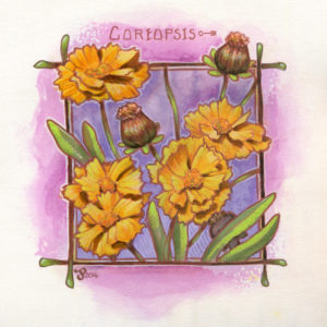 Coreopsis