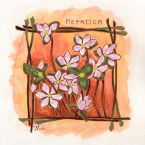 Hepatica