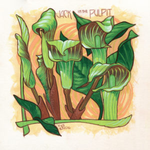 Jack in the Pulpit