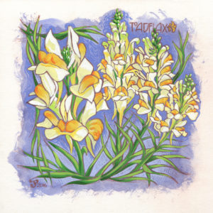 Toadflax